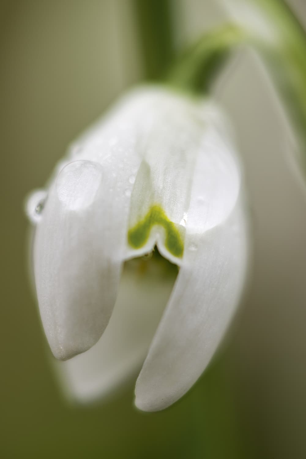 Snowdrops,-morning-dew,-Robert-Canis