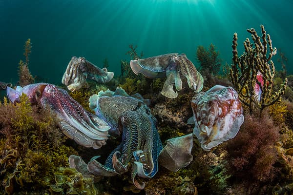 Image Name: Cuttlefish Aggregation Copyright: Scott Portelli, 1st Place, Australia National Award, 2016 Sony World Photography Awards