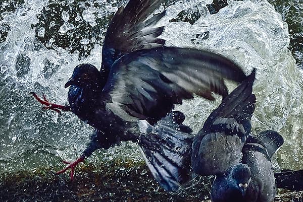 Image Name: Splashing Birds Copyright: Chaiyot Chanyam, Winner, Thailand, National Award, 2016 Sony World Photography Awards