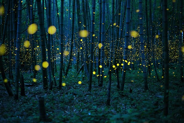 Image Name: Enchanted Bamboo Forest. Copyright: Kei Nomiyama, Winner, Japan, National Award, 2016 Sony World Photography Awards