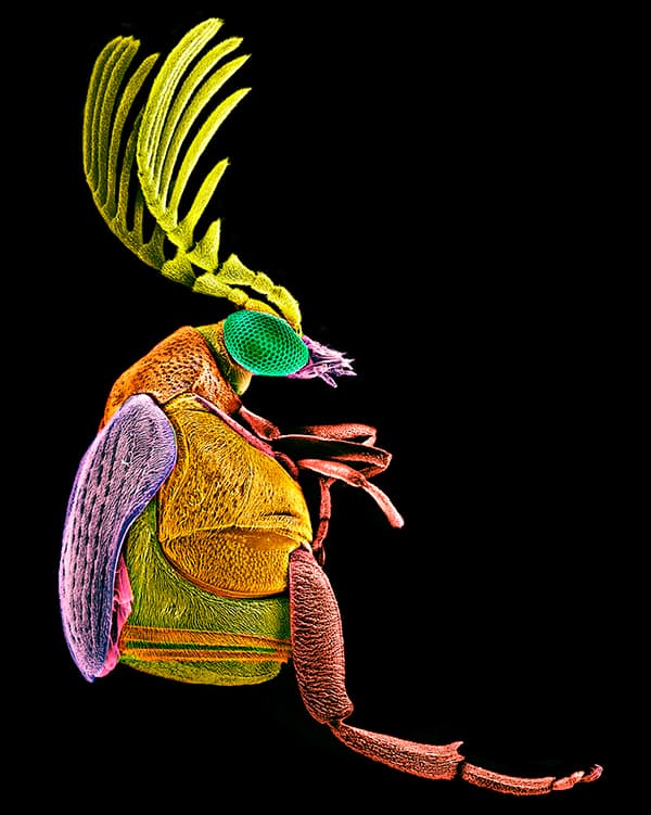 Image Name: Megacerus Beetle From the botanical Garden "Roger Orellana" Copyright: Silvia Andrade, Winner, Mexico, National Award, 2016 Sony World Photography Awards