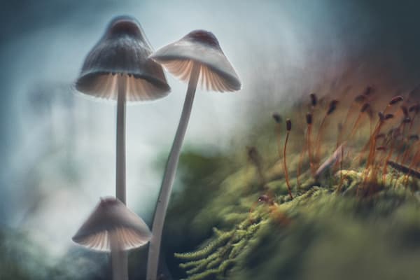 Image Name: Mushrooms Copyright: Matti Virtanen, Winner, Finland, National Award, 2016 Sony World Photography Awards