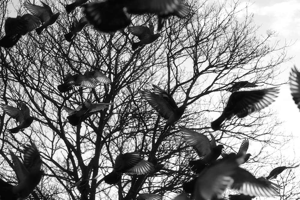 Russ-Barnes-pigeons-in-trees