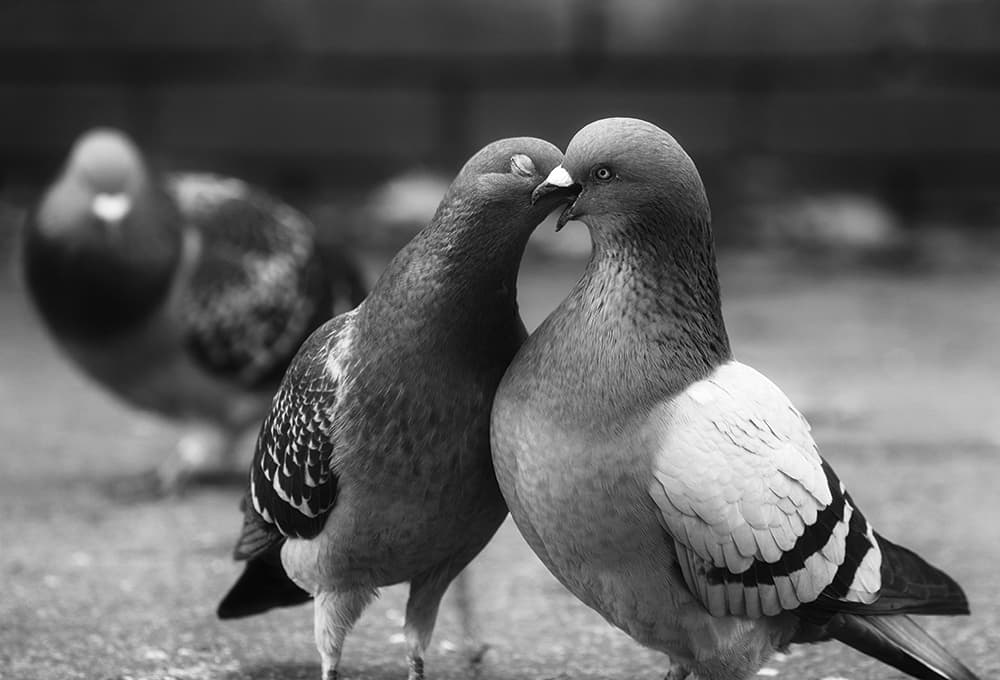 Russ-Barnes-pigeons-kissing