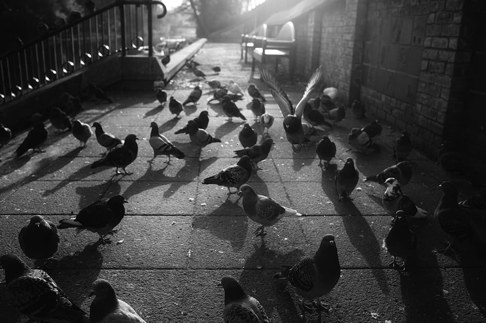 Russ-Barnes-pigeons-on-pavement
