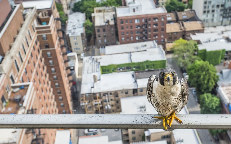 As a photographer @lmasseyimages wanted to tell the whole story, the progression of the family and the area they lived in. The birds being so human tolerant helped him immensely.