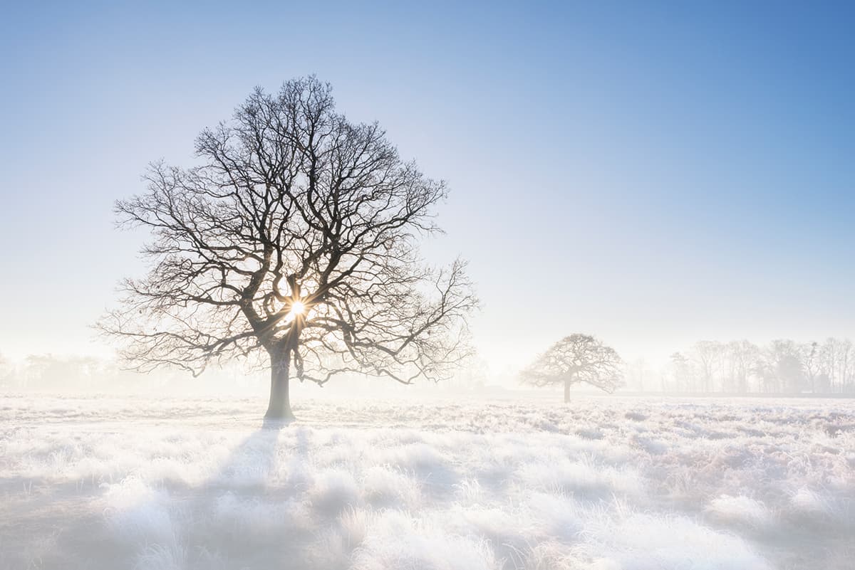 Our Tree on a Winter Morning by Vanda Ralevska Nikon D800, 24-70mm, 1/40sec at f/22, ISO 100, tripod