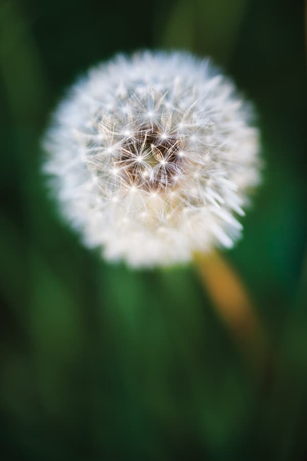 I used a 500D close-up lens on an 85mm lens to get close to this dandelion. An aperture of f/1.8 meant only a small part of it was sharp. Live view helped me focus exactly where I wanted to. Canon EOS 5D Mark II, EF 85mm f/1.8 with 500D close-up lens, 1/500sec @ f/1.8, ISO 400