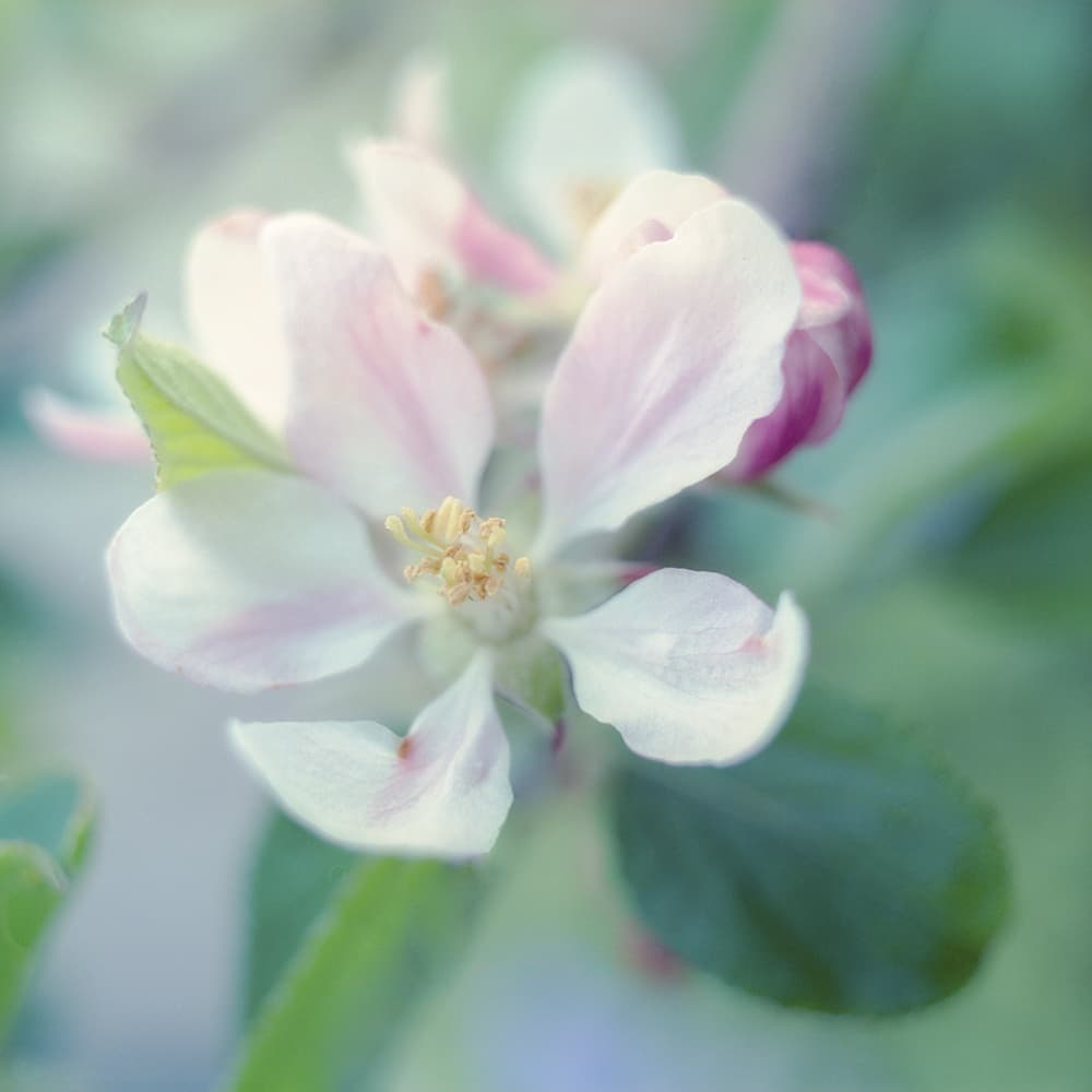 David Clapp Back to Film Apple Blossom