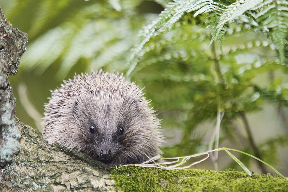 Hedgehog-Paul-Hobson