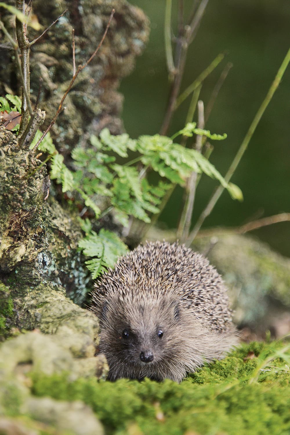 Hedgehog-in-undergrowth-Paul-Hobson
