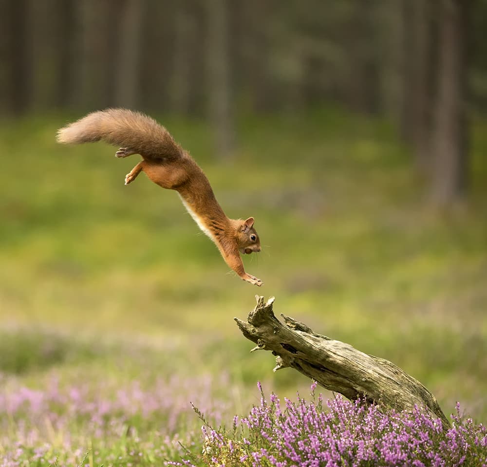 mark hamblin red squirrel landing on log in woodland