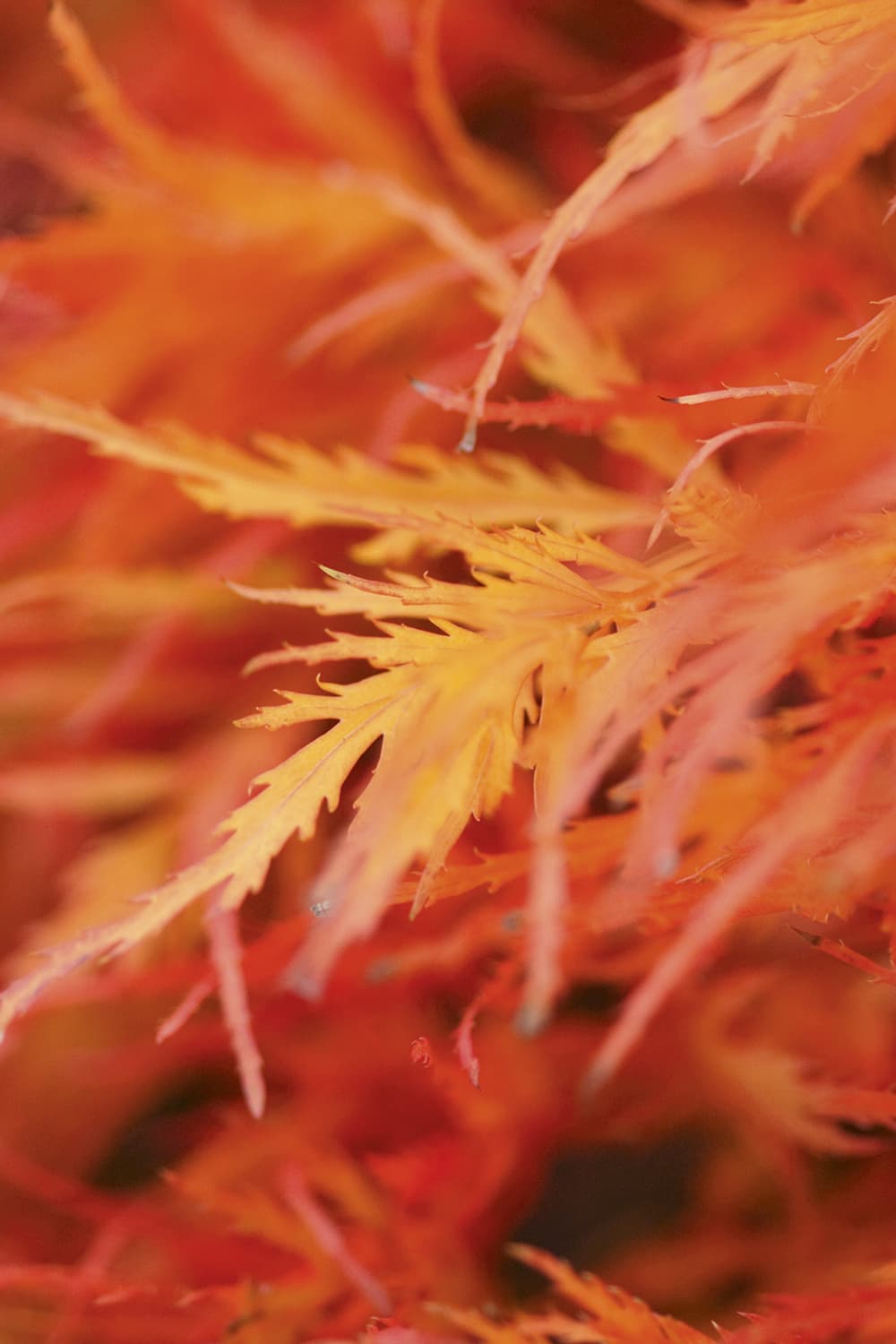 autumn macro tracy calder japanese maple