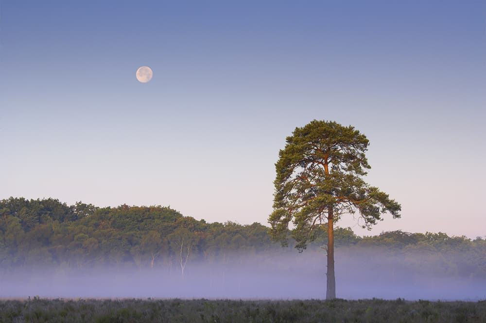 colin roberts moonset with pine