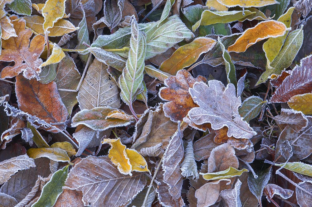 Jeremy Walker Afon Clywedog Frosty Leaves