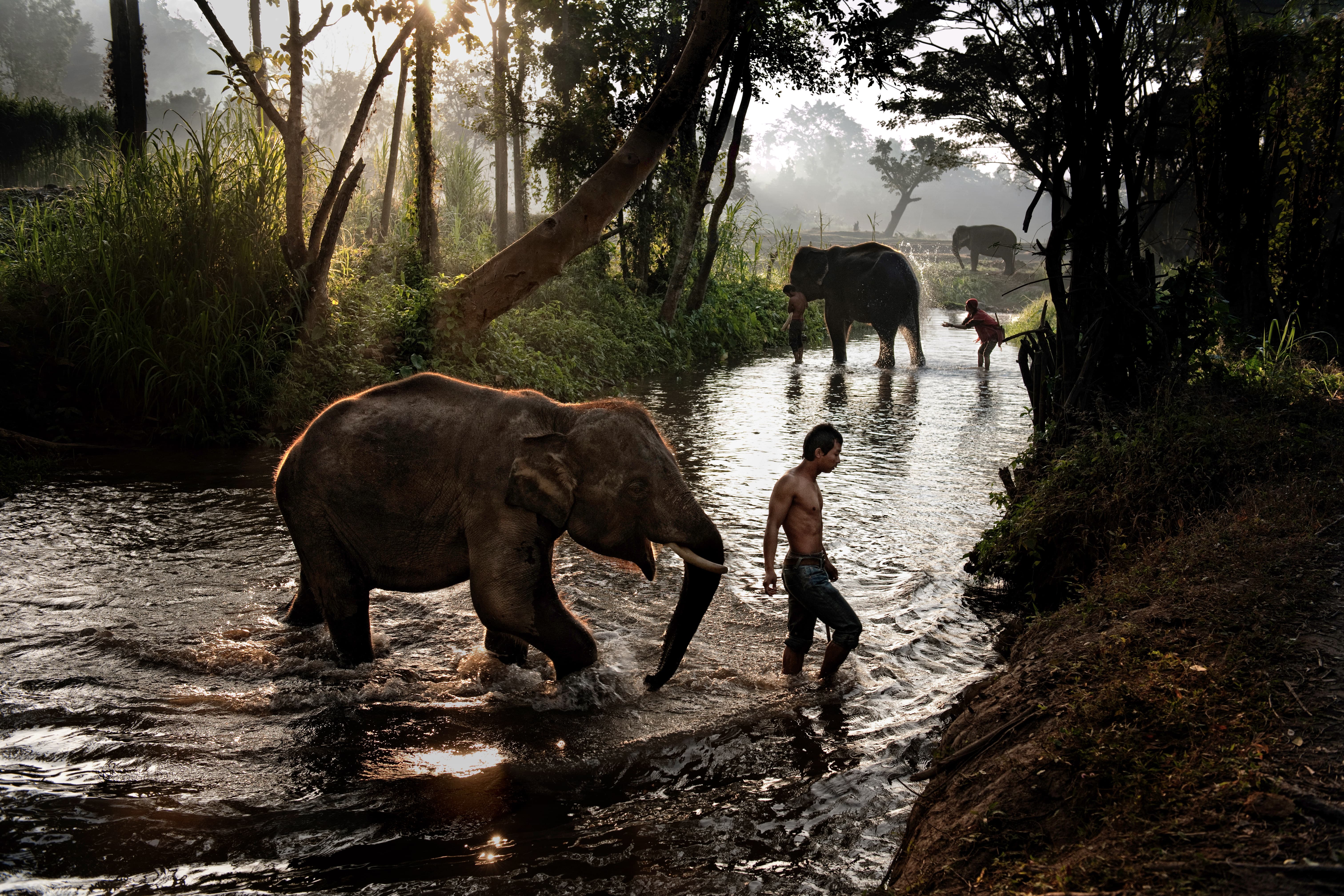Thailand. 2010. Boy and elephant crossing a stream. ©Steve McCurry / Magnum Photos