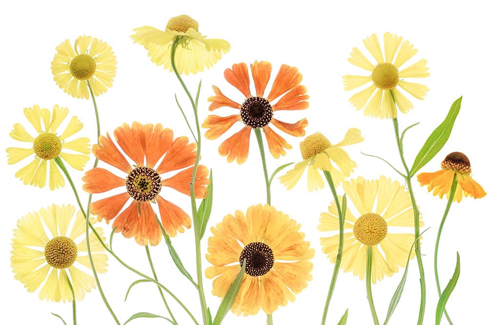 Mandy Disher Florals Heleniums