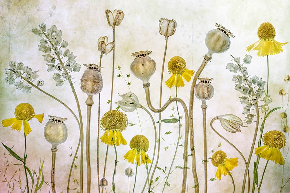 Mandy Disher Florals Poppies and Heleniums