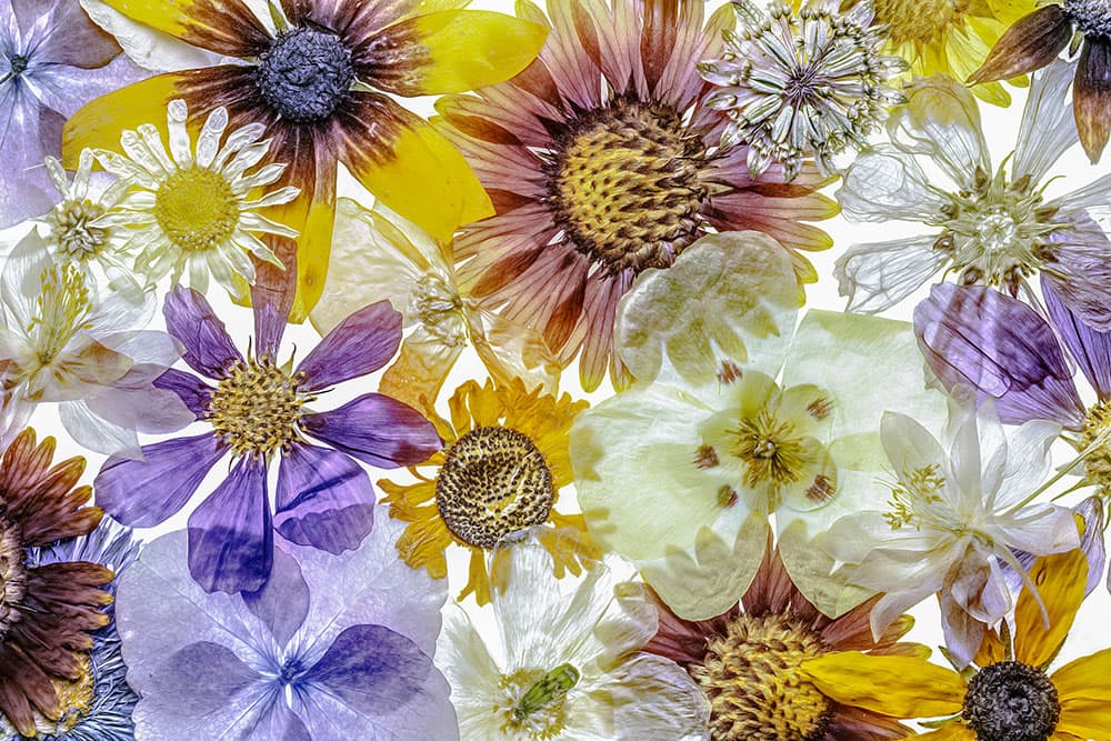 Mandy Disher Florals Pressed flowers