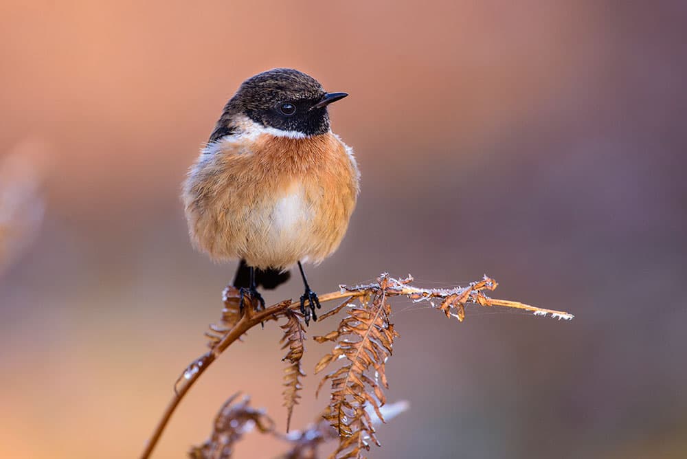 stonechats early morning light