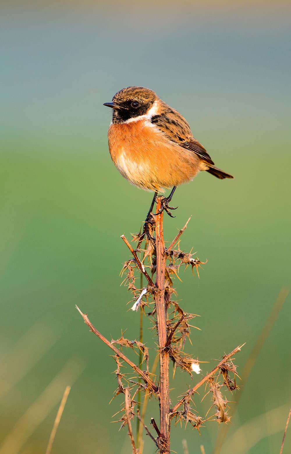 stonechats keeping focus on the birds face