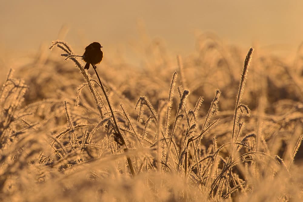 stonechats small in frame