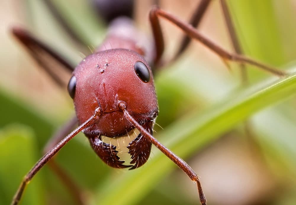 Ant Matt Doogue
