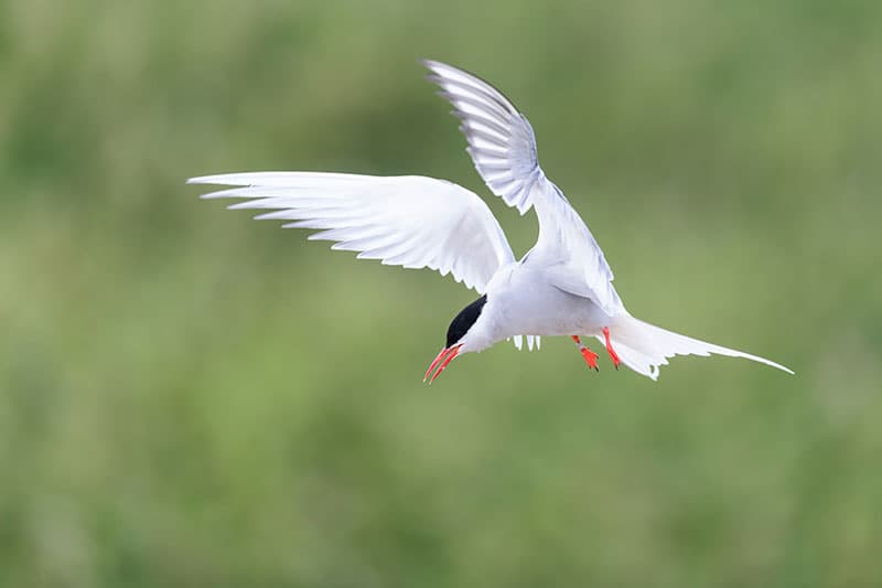 Arctic tern in flight