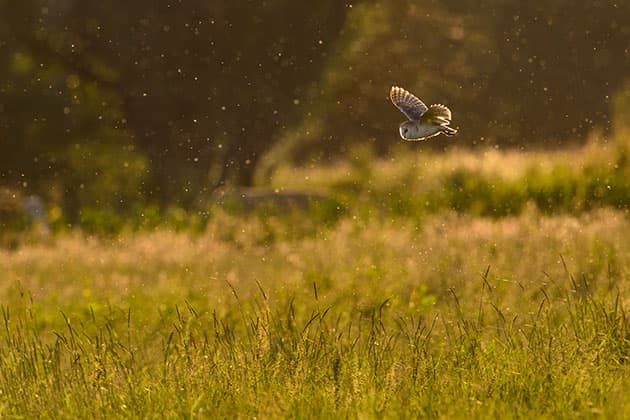 Barn Owl and surroundings