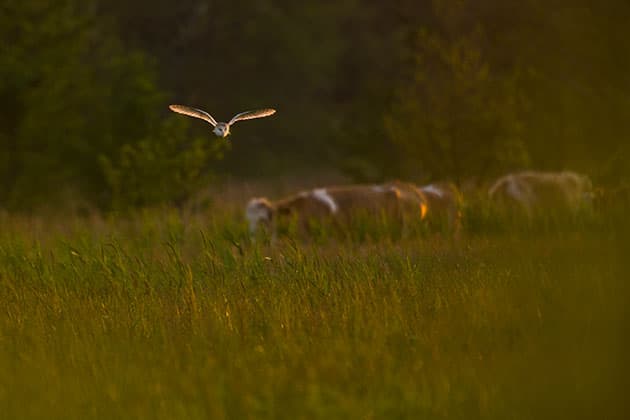 Barn Owl in evening light