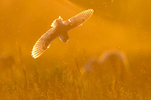 Barn Owl in sunlight