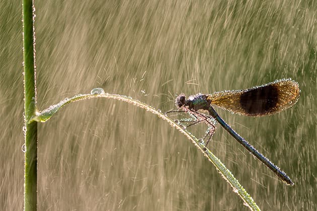 Water shoot in wet weather