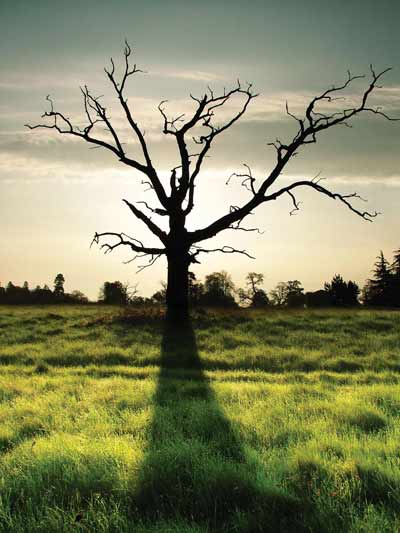 Kevin Day Shaddow Tree