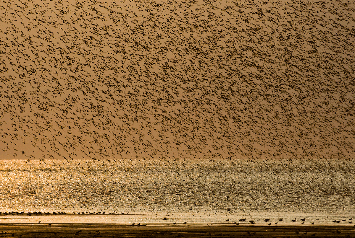 With thousands of birds in a flock, a knot roost is an impressive sight