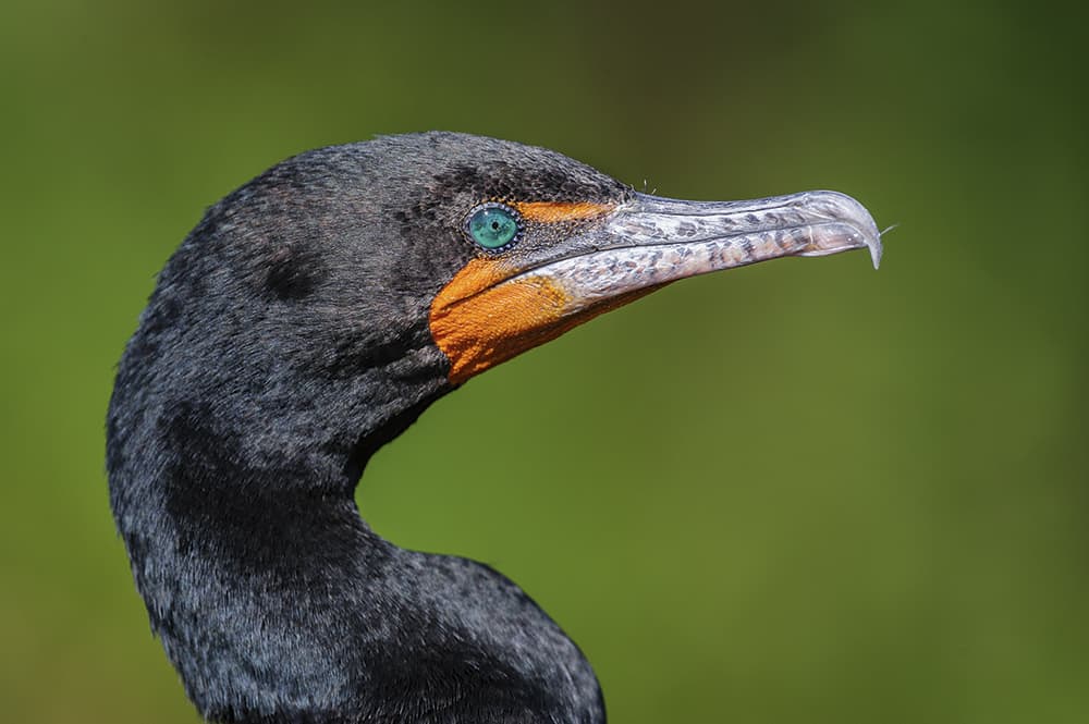 Long-lens-masterclass-cormorant