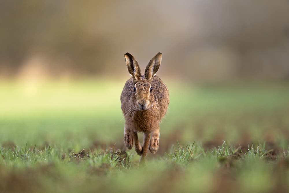 Paul-Hobson-brown-hare