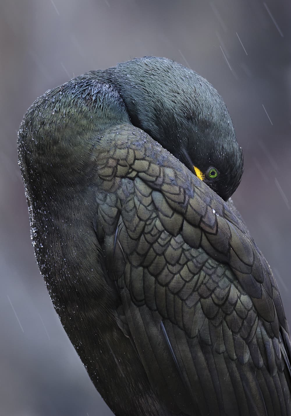 long-lens-masterclass-rain-streaked-bird