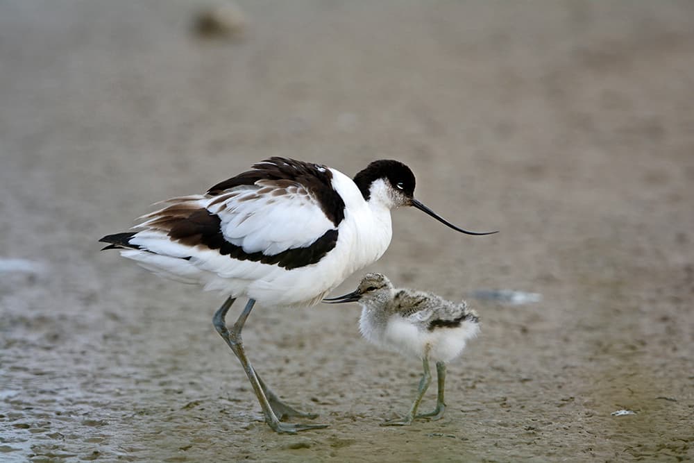 David Tipling Avocet and chick
