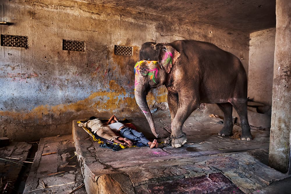 Steve McCurry Rajasthan 2012. Mahouts-sleep with their elephant