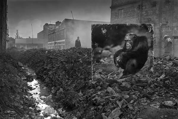 Alleyway with Chimpanzee, 2014