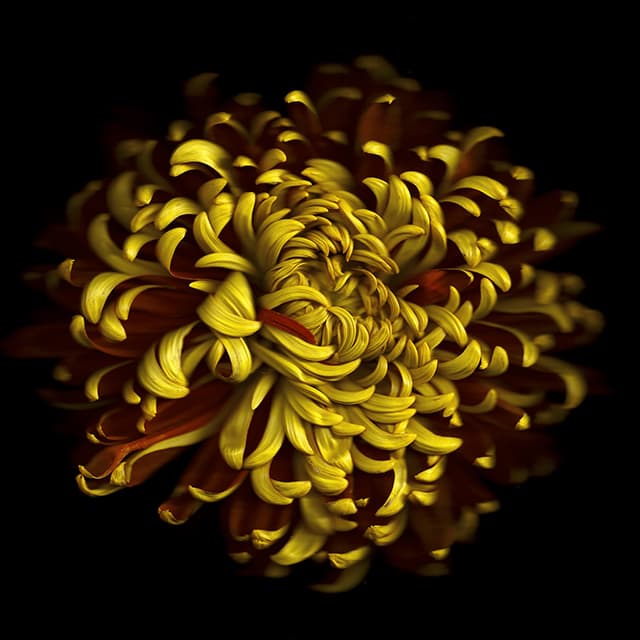 Abstracts& Details - 1st - Chrysanthemum by Gynelle Leon.web