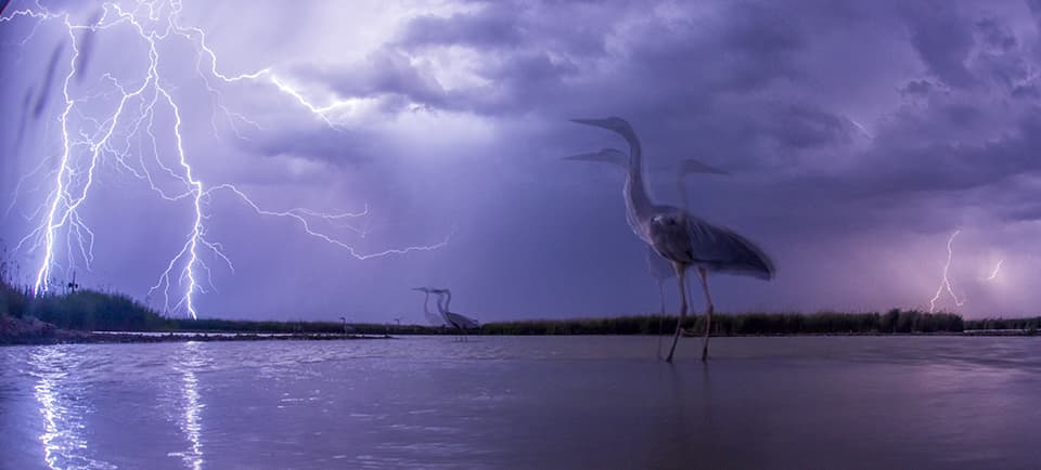Bird Photographer of the Year Awards 2015 Caption: Lightning Category: Birds in the Environment Photographer: Bence Mate Taken on: 14/6/2015 Email: photocompetitions@matebence.hu Address: Mezo utca 2/B, Pusztaszer, Csongrad County, 6769, Hungary Telephone: +3630427408 Description: While the lights of the storm do not really disturb the birds, the lightning of the photo flesh scares them. Date: 2015-06-14 Location: Hungary, Kiskunsag National Park I give my permission for this photograph to be added to the bto archive: true I confirm that this is not a captive bird: true