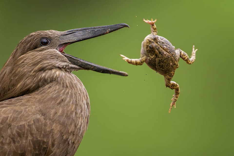 Bird Photographer of the Year Awards 2015 Caption: A too big bite Category: Bird Behaviour Photographer: Bence Mate Taken on: 27/3/2014 Email: photocompetitions@matebence.hu Address: Mezo utca 2/B, Pusztaszer, Csongrad County, 6769, Hungary Telephone: +3630427408 Description: A Hamerkop trying to swallow its prey, just before letting it go. Date: 2014-03-27 Location: South Africa, Mkuze I give my permission for this photograph to be added to the bto archive: true I confirm that this is not a captive bird: true