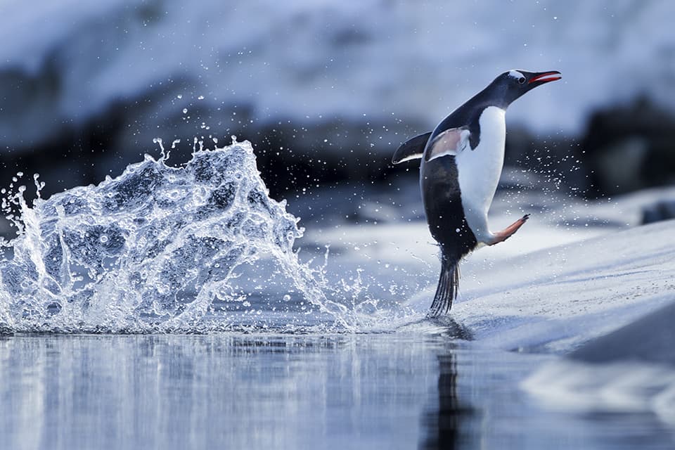 Antarctica, Gentoo Penguin (Pygoscelis papua) leaping from water on rocky shoreline near Port Lockroy on Wiencke Island