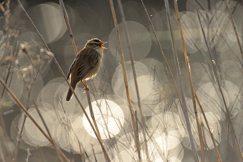Sedge warbler (Acrocephalus scoenobaenus) singing in reedbed in early morning. Norfolk, UK. May 2015. Nikon D4S, AF-S Nikkor 500mm f4 lens, TC-14EII teleconverter, tripod. 1/5000s @ f5.6, ISO 640.