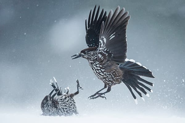 ‘Nutcrackers fighting, Bulgaria’. Guy used ISO 1,600 and shot handheld with a 600mm lens wide open at f/4 to achieve a fast shutter speed to freeze the action