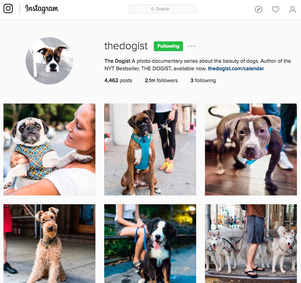 The Dogist Instagram