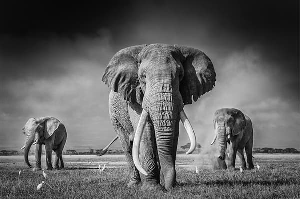 Three elephants stride across the African plains. Image by Federico Verones