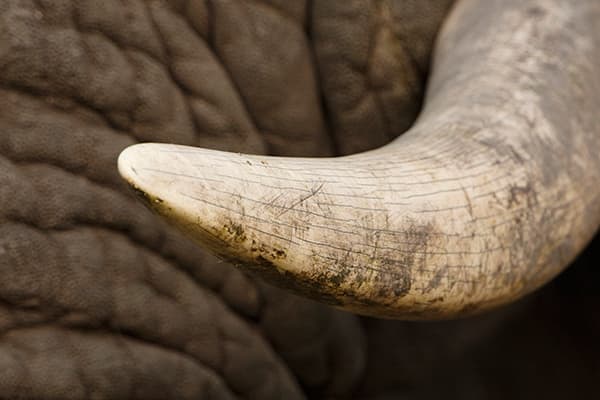 A closer look at the prize the poachers so value – ivory tusks. Image by Marius Coetzee
