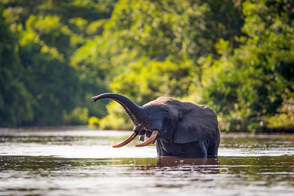 An elephant bathes in the cooling waters of a river. Image by Will Burrard-Lucas